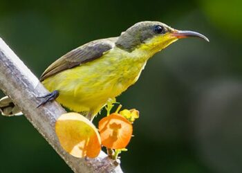 Best Birdwatching in India: A Paradise for Bird Enthusiasts