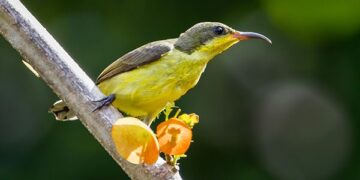 Best Birdwatching in India: A Paradise for Bird Enthusiasts