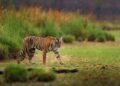 Luxury Tiger Safari Tour in India: An Ultimate Wilderness Experience