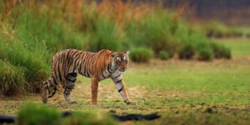 Luxury Tiger Safari Tour in India: An Ultimate Wilderness Experience