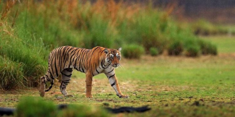 Luxury Tiger Safari Tour in India: An Ultimate Wilderness Experience