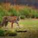Luxury Tiger Safari Tour in India: An Ultimate Wilderness Experience
