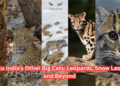 A Guide to India’s Other Big Cats: Leopards, Snow Leopards, and Beyond
