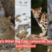 A Guide to India’s Other Big Cats: Leopards, Snow Leopards, and Beyond